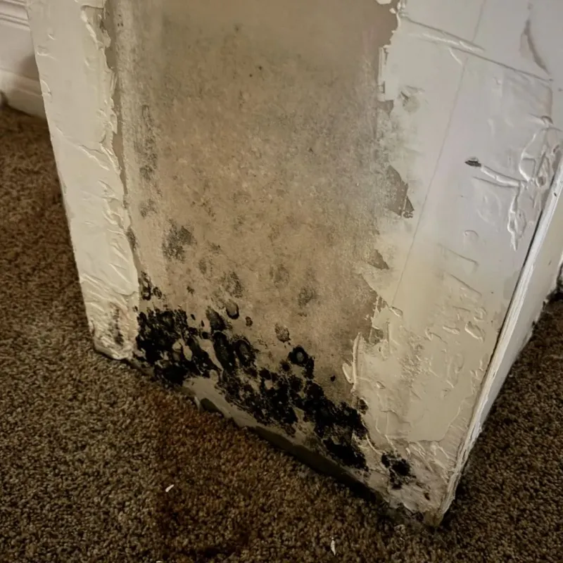 Professional Mold Removal in Bedford County, VA